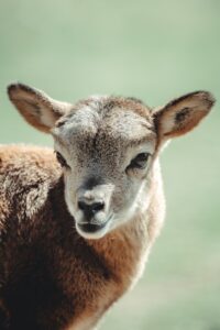 are baby goats born with teeth