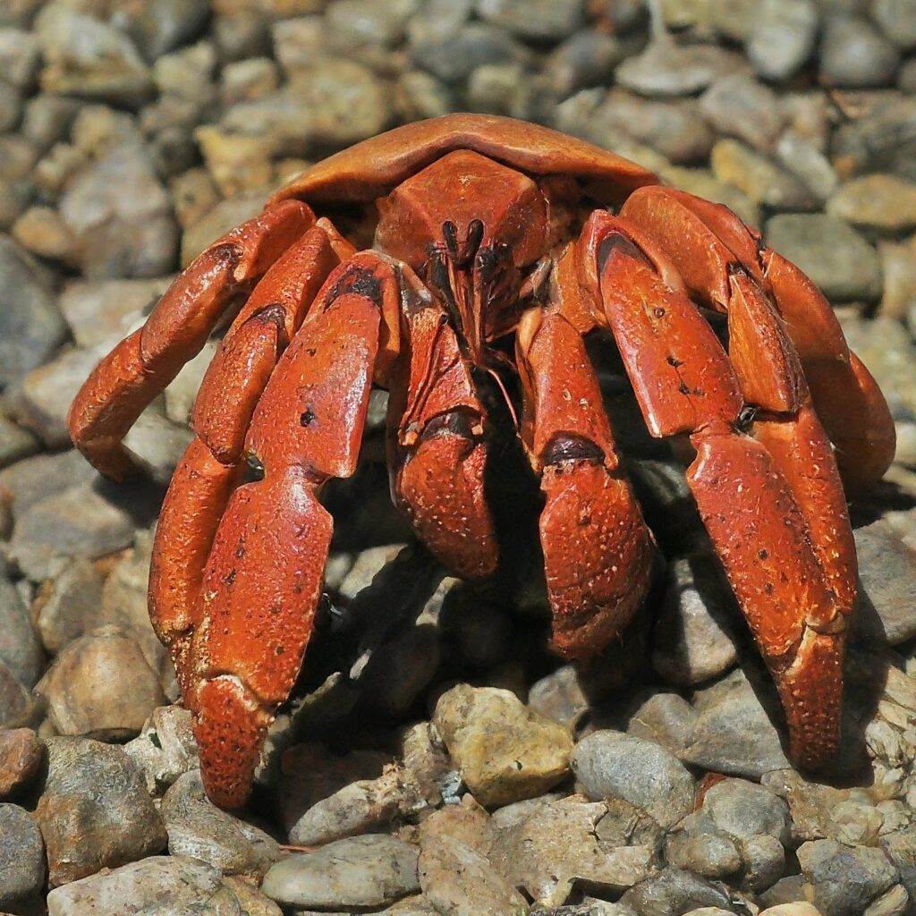 coconut crabs