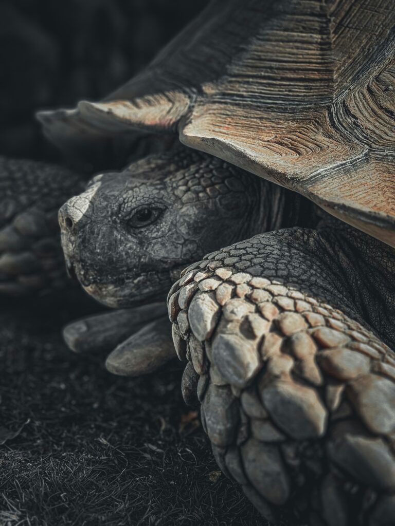 russian tortoise