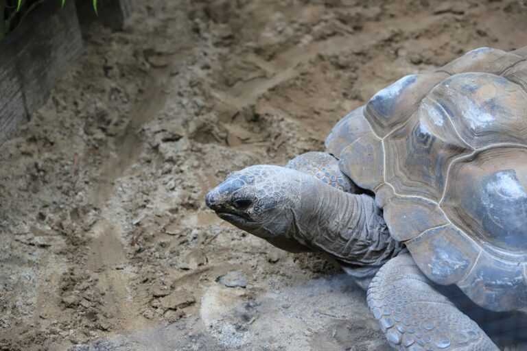 sulcata tortoise