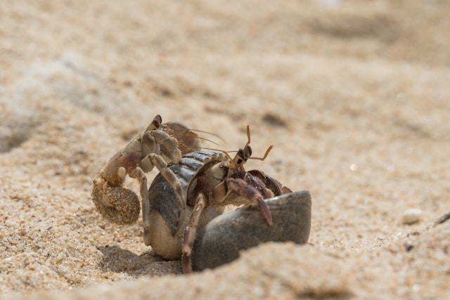 hermit crabs