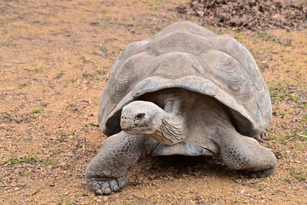 sulcata tortoise