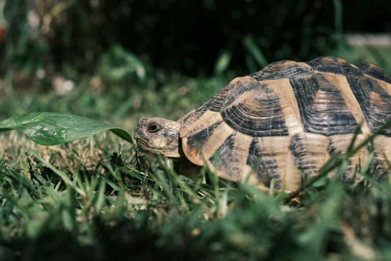 sulcata tortoise