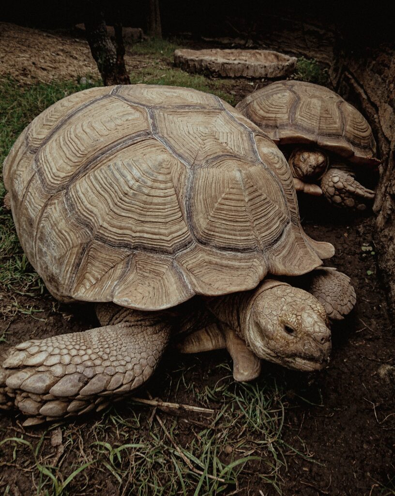 Tortoise