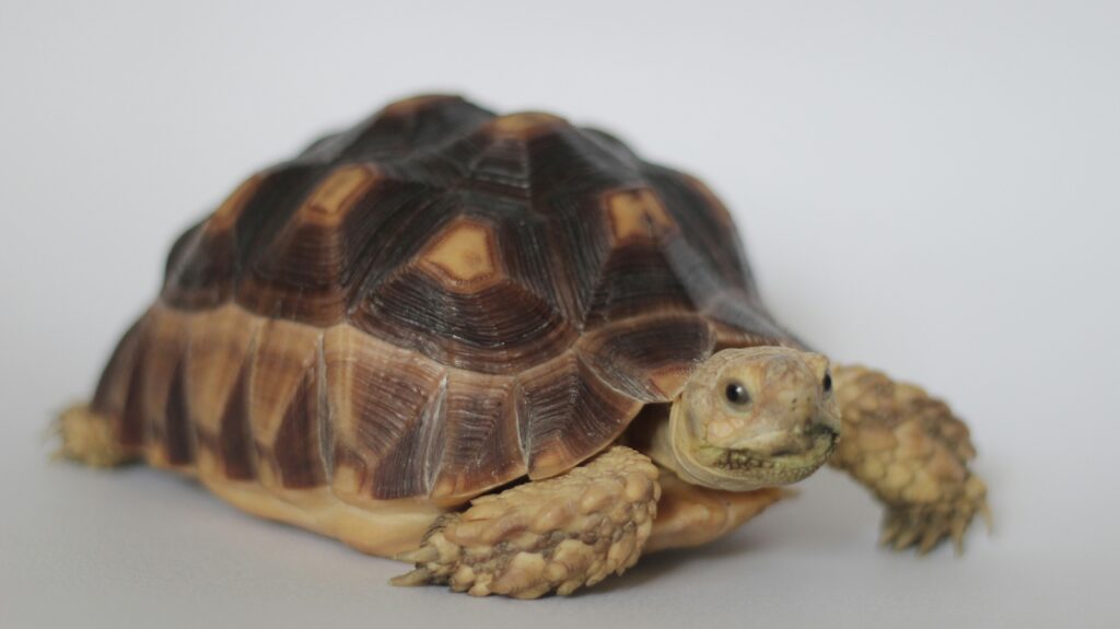 Sulcata Tortoise