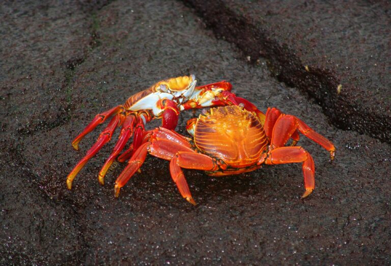 Coconut crabs