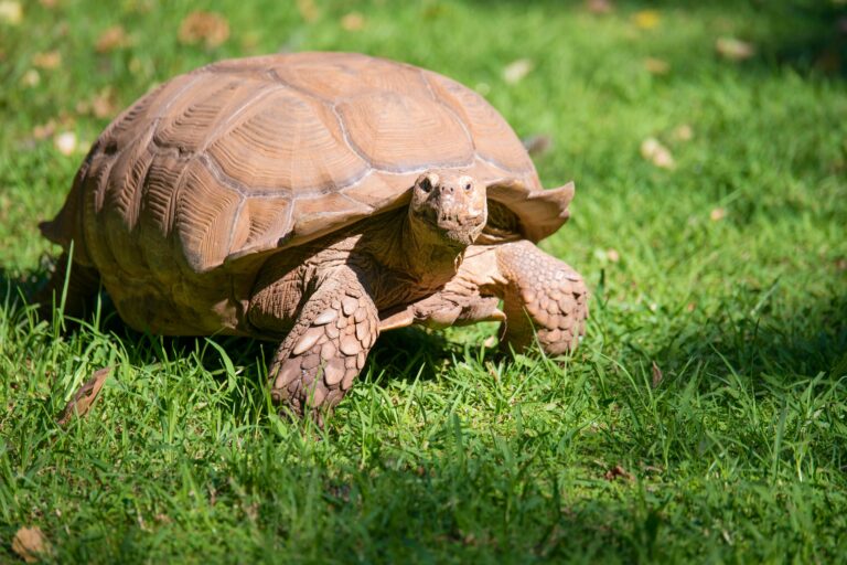 Russian tortoise