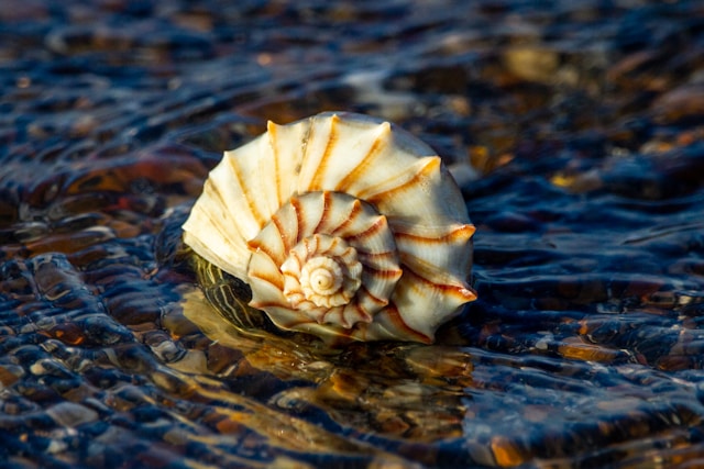 hermit crabs