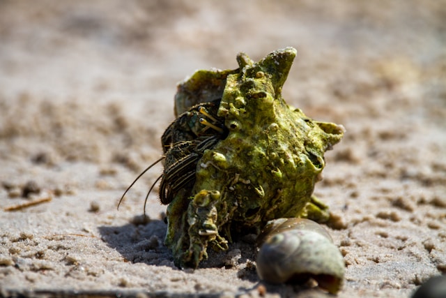 hermit crabs