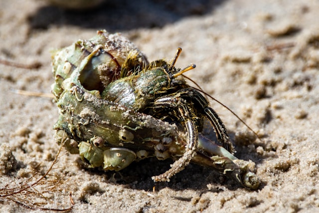 hermit crabs