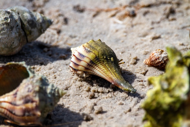 hermit crabs