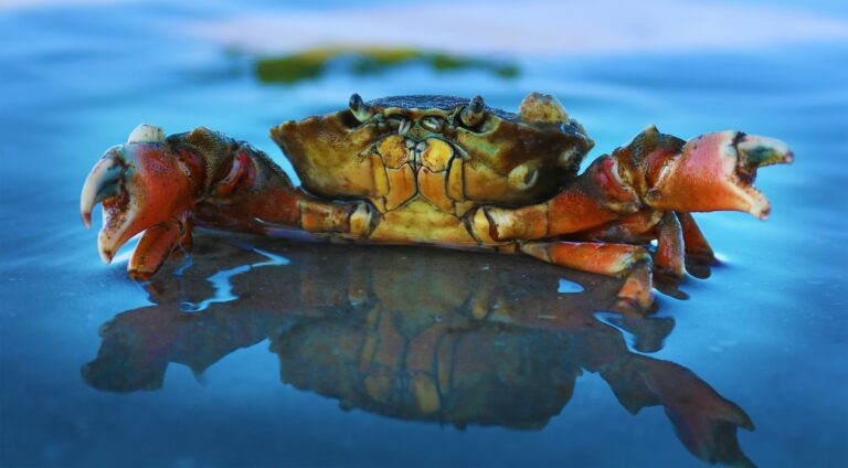 Coconut crabs