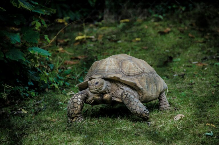 Sulcata Tortoise