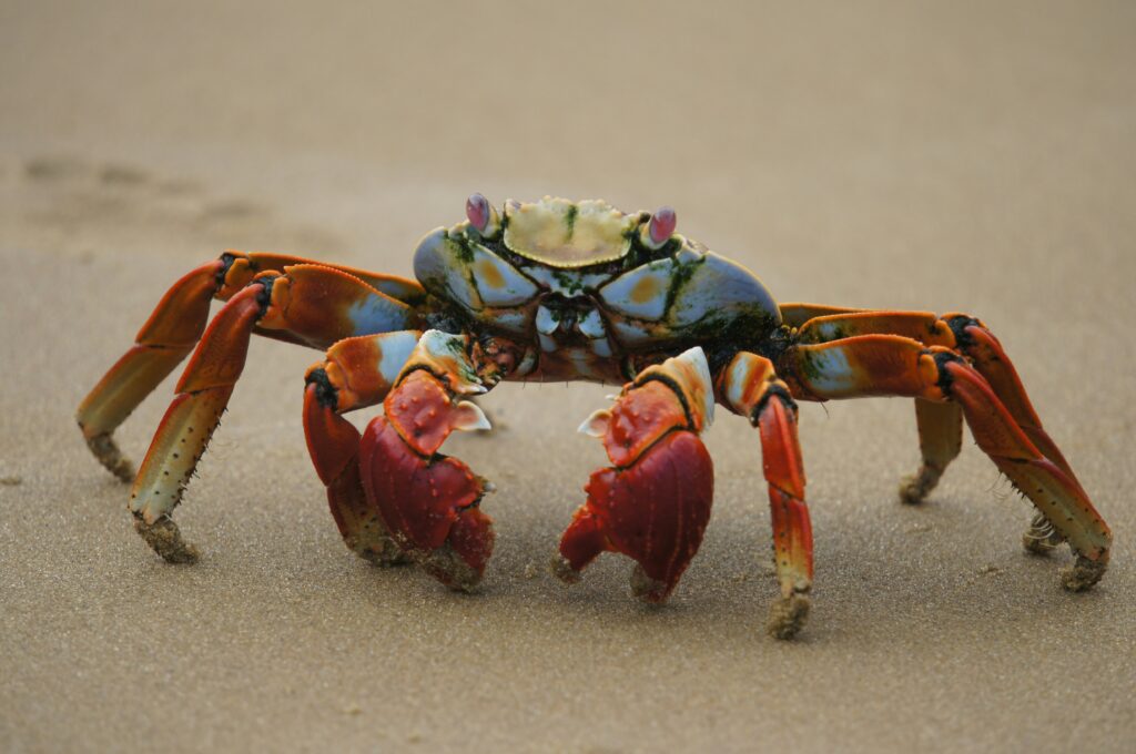 coconut crabs