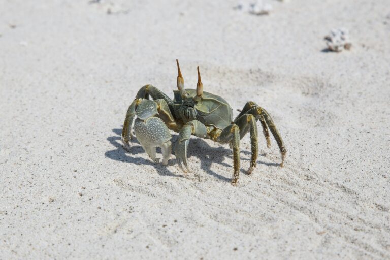 Coconut crab