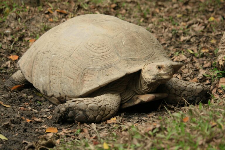 sulcata tortoise