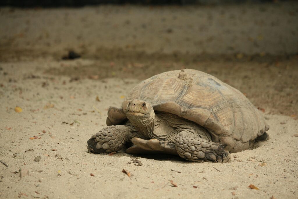 sulcata tortoise