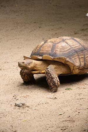 Russian Turtle walking over sand