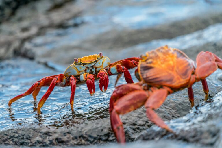 dungeness crab