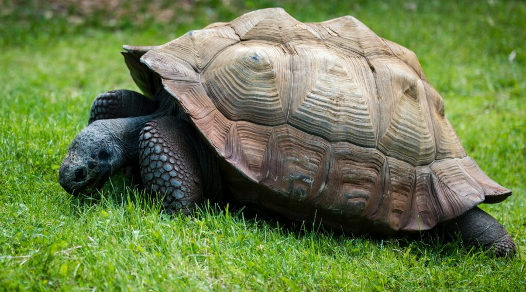 sulcata tortoise