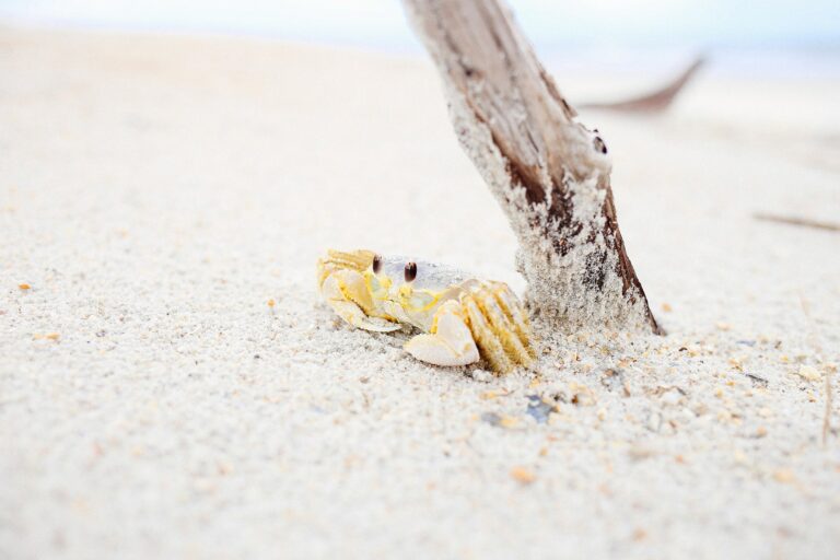 Coconut Crabs