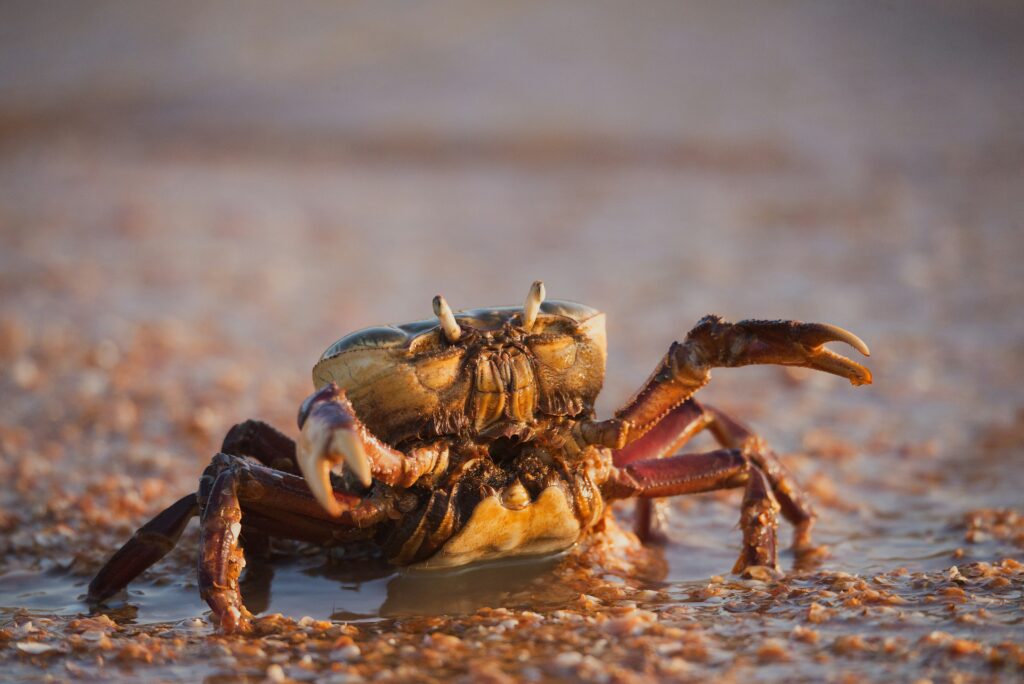 Coconut crab