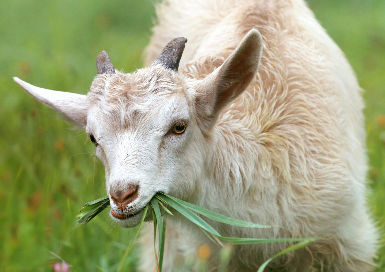 Do goats eat grass