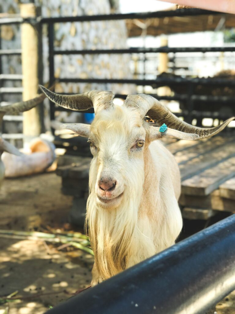 Goat Shelter