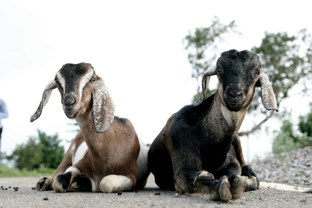 Goat Shelter