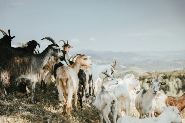 savanna goats