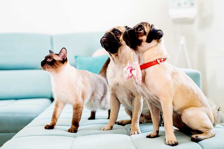 Couple of pug dogs and one siamese cat sitting on the sofa.