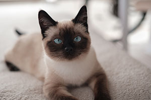 siamese kitten female lying on soft surface cute cat portrait