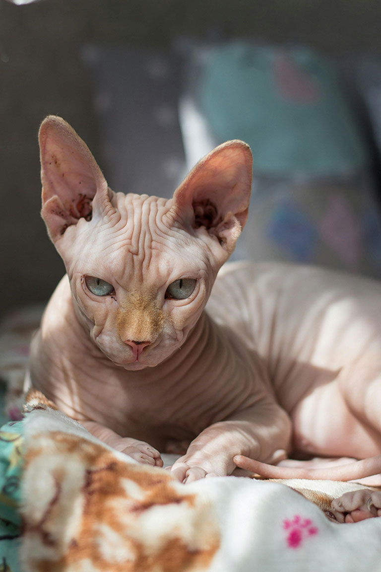 A Sphinx cat