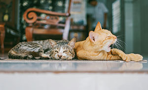 Two cats laying by each other