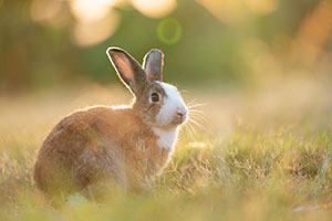 Rabbit looking across a field