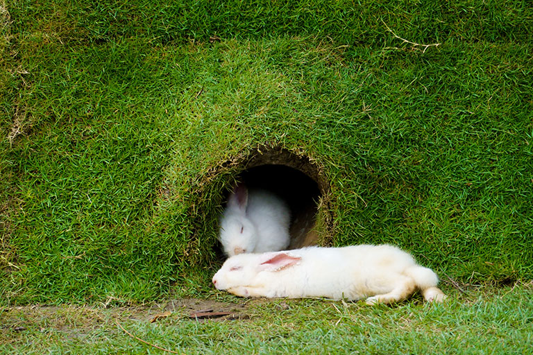 Two white rabbits sleeping next to their hole