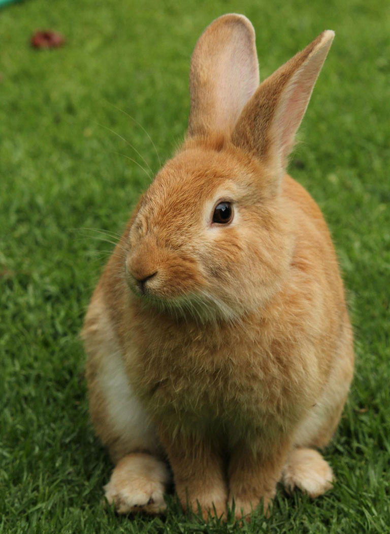 a gold rabbit on the grass