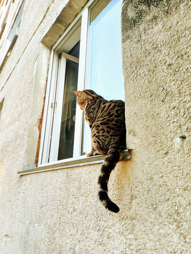 A spotted cat hanging out near window ledge