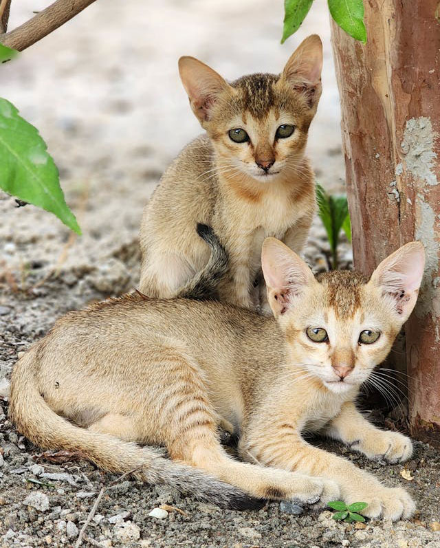 Two cats side by side each other