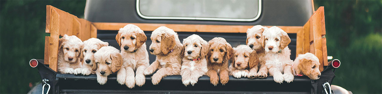 Several dogs sitting looking out from the bed of a pickup truck