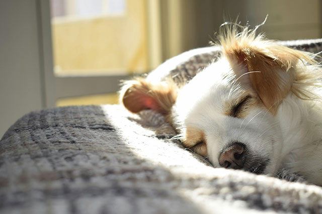 Dog sleeping indoors