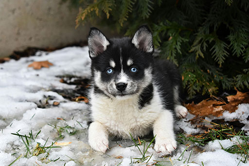 A black and white pomsky dog.