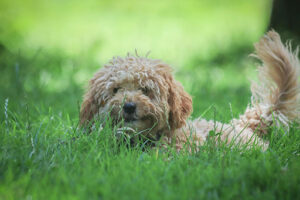 Labradoodle outside in grass