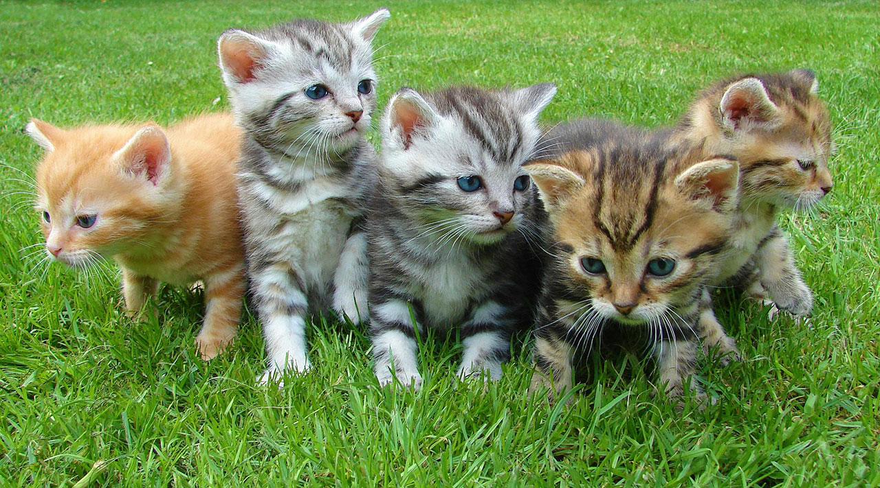 Several cats outside in the grass