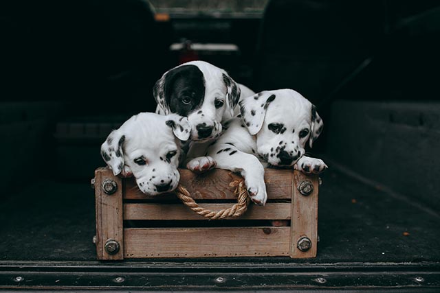 A group of spotted dogs climbing out of a crate