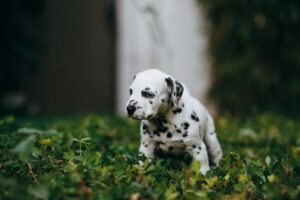 A spotted black and white dog playing in the yard.